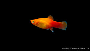 Platy Marygold – Xiphophorus maculatus im Aquarium
