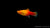 Platy Marygold – Xiphophorus maculatus im Aquarium