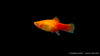 Platy Marygold - Xiphophorus maculatus