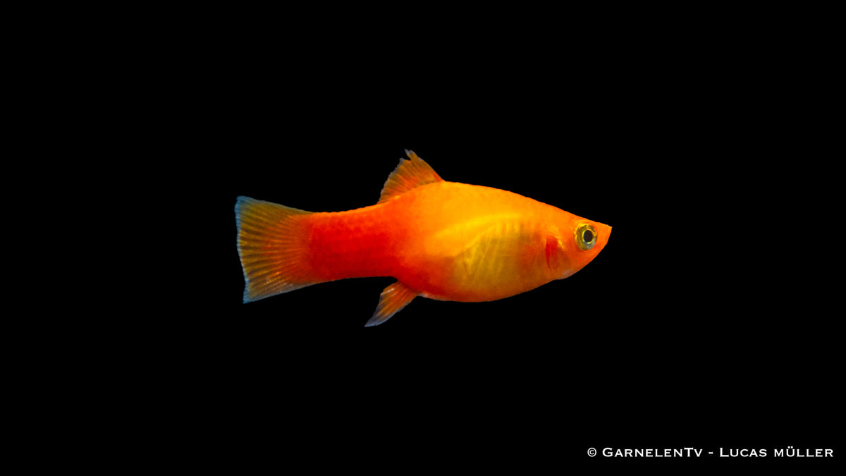Platy Marygold bei der Gruppenhaltung