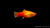 Platy Marygold – Xiphophorus maculatus im Aquarium