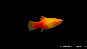 Xiphophorus maculatus Platy Marygold im Aquaristikbecken