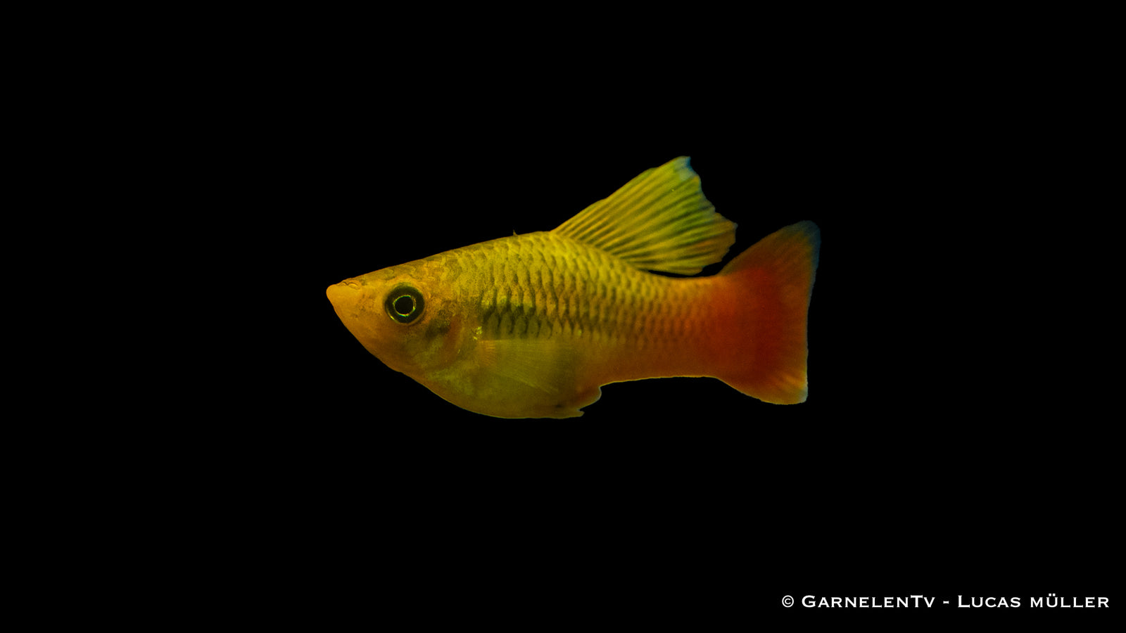 Papageienplaty Hochflosse – leuchtende Farben