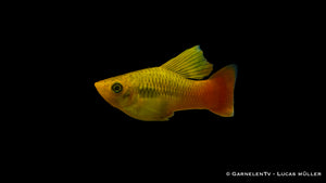 Xiphophorus variatus mit auffälliger Rückenflosse