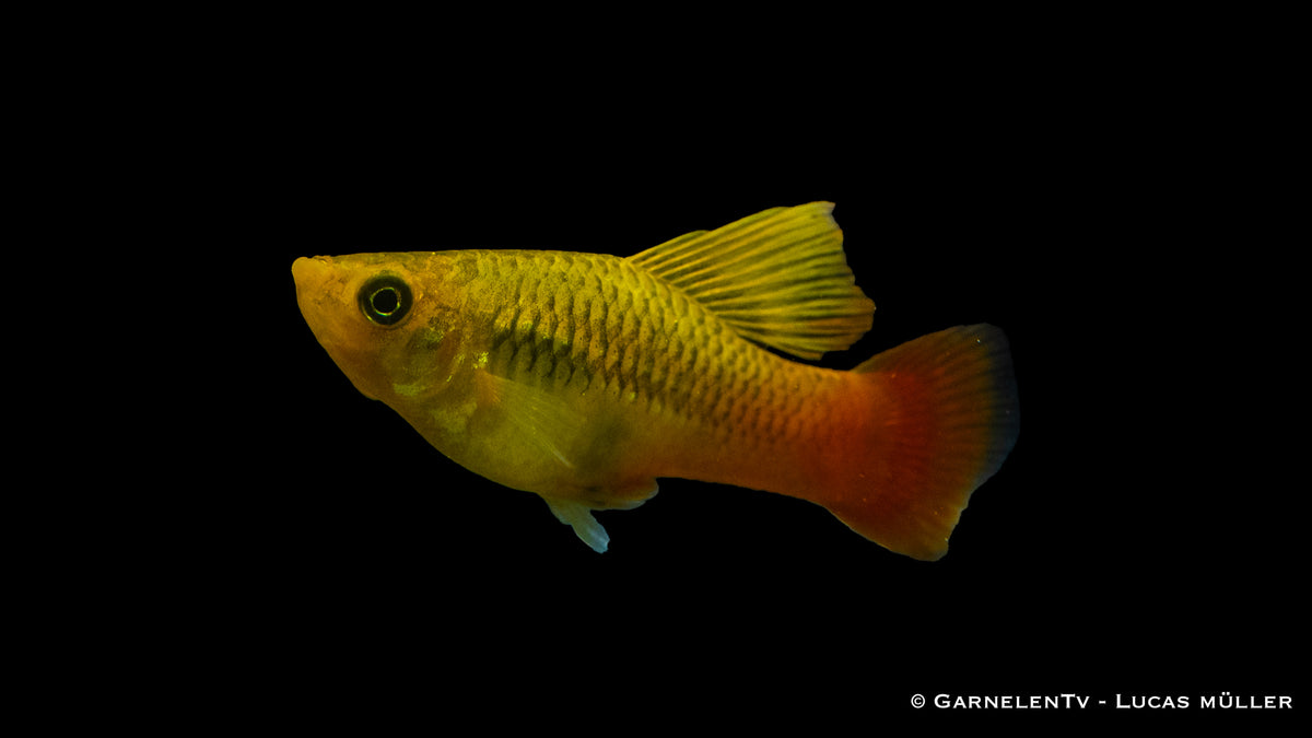 Friedlicher Papageienplaty im bepflanzten Aquarium