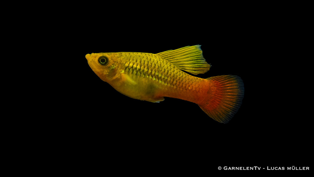 Bunte Hochflossen-Platy in mittelhartem Wasser