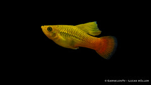 Bunte Hochflossen-Platy in mittelhartem Wasser