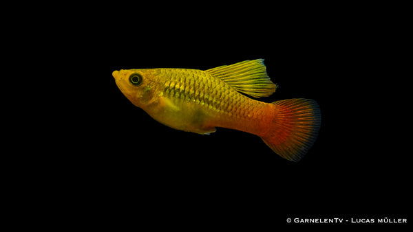 Papageienplaty Hochflosse- Xiphophorus variatus