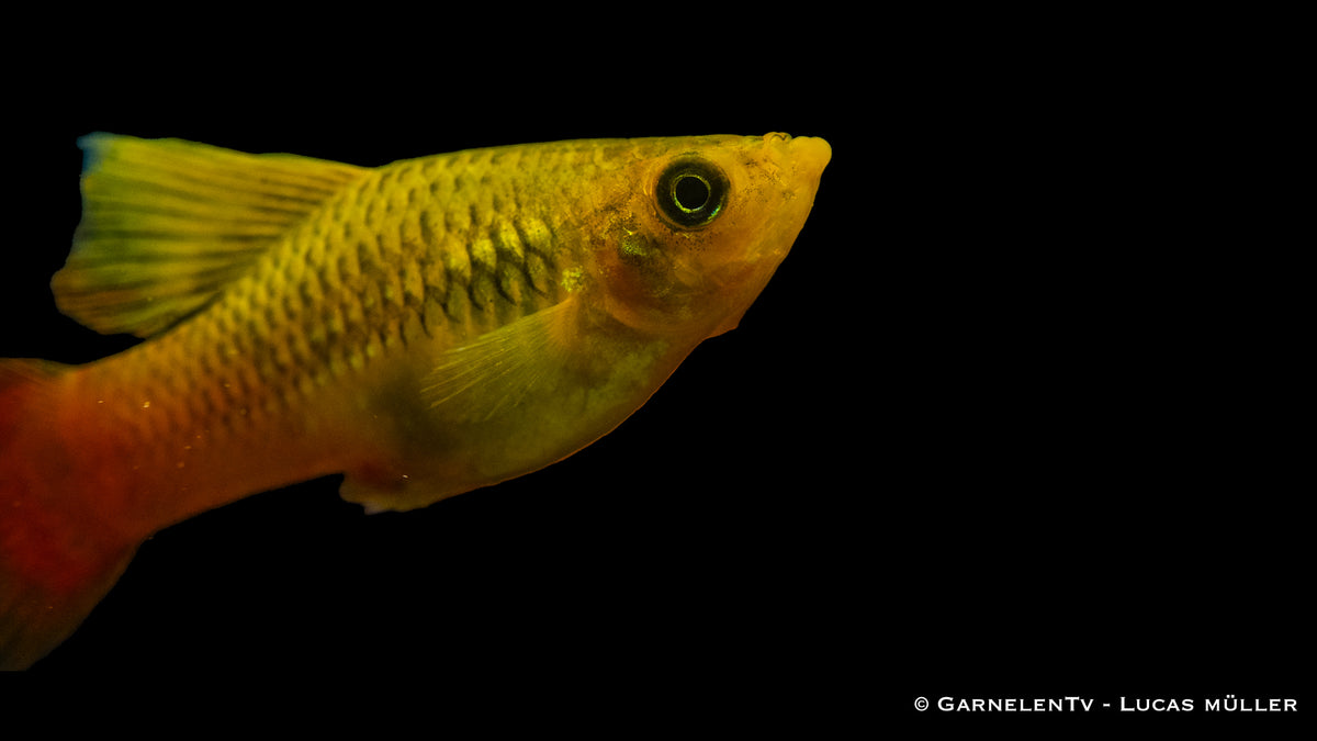 Gemeinschaftsaquarium mit Papageienplaty