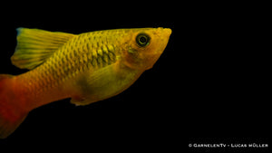 Gemeinschaftsaquarium mit Papageienplaty