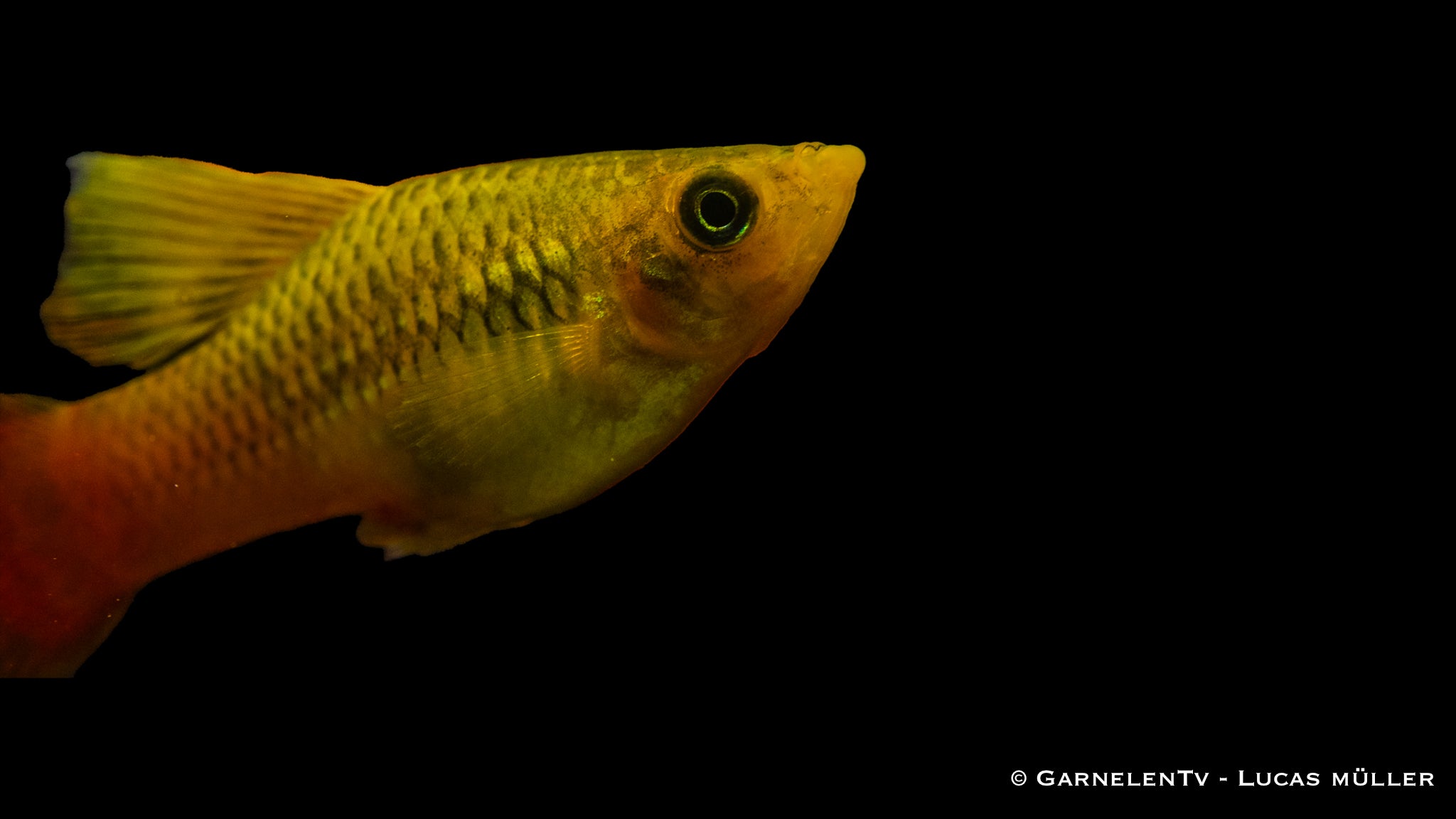 Papageienplaty Hochflosse- Xiphophorus variatus