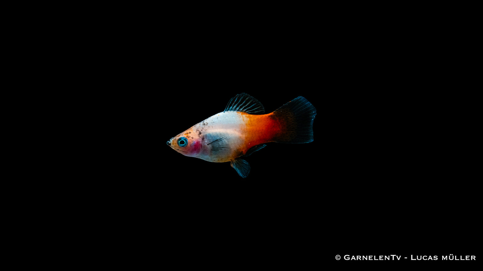 Platy Tricolor – Xiphophorus maculatus im Aquarium