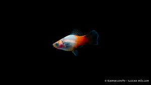 Platy Tricolor – Xiphophorus maculatus im Aquarium