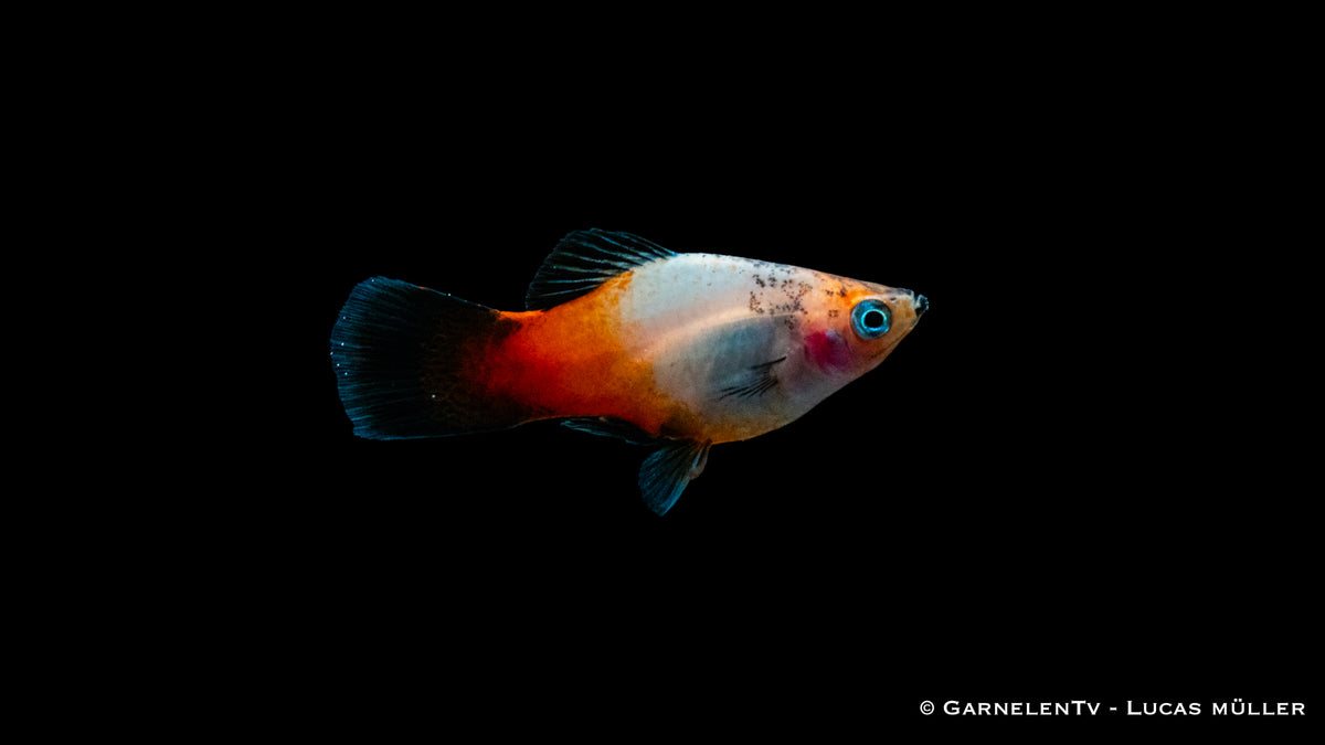 Schwarmfisch Platy Tricolor – Xiphophorus maculatus in Gruppen
