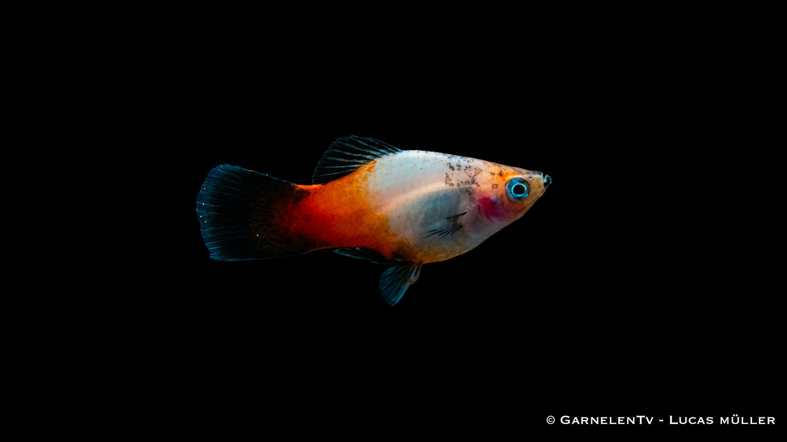 Platy Tricolor – Xiphophorus maculatus im Aquarium