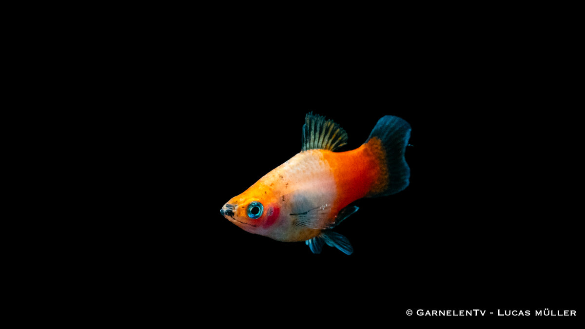 Platy Tricolor Xiphophorus maculatus in einem friedlichen Aquarium