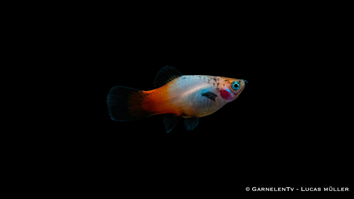 Aquarienfreundlicher Platy Tricolor Xiphophorus maculatus