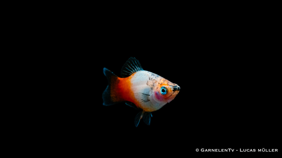 Platy Tricolor – Xiphophorus maculatus als Gesellschaftsfisch