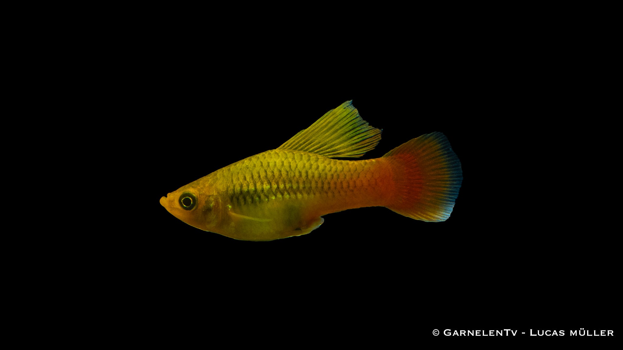 Papageienplaty Hochflosse- Xiphophorus variatus