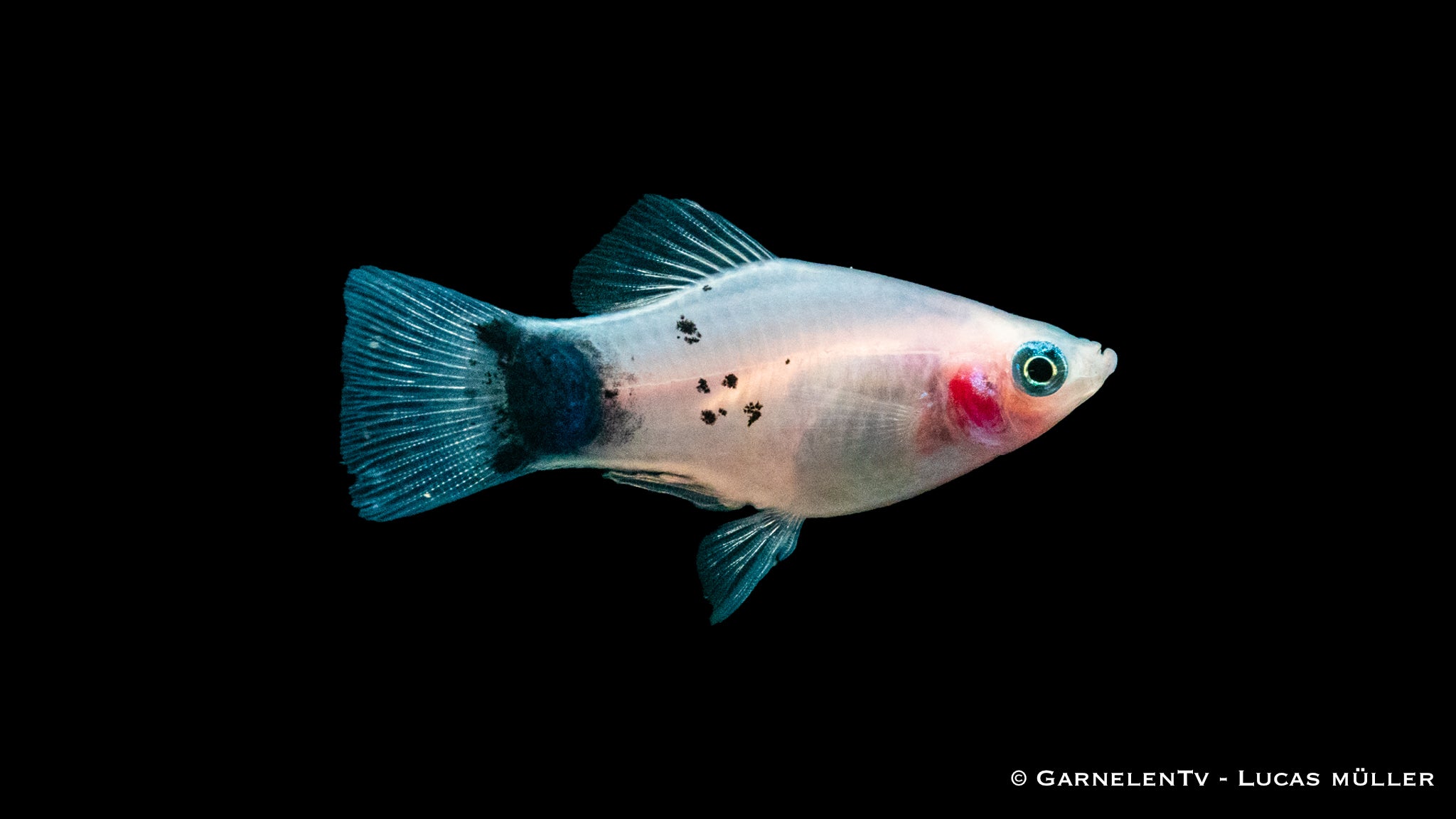 Platy White Mickey Mouse - Xiphophorus maculatus