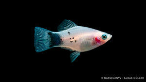Platy White Mickey Mouse – Xiphophorus maculatus im Aquarium