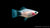 Platy White Mickey Mouse – Xiphophorus maculatus im Aquarium