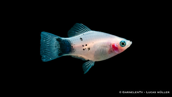 Platy White Mickey Mouse - Xiphophorus maculatus