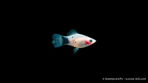 Xiphophorus maculatus, Platy White Mickey Mouse im Schwarm