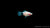 Platy White Mickey Mouse – Xiphophorus maculatus im Aquarium