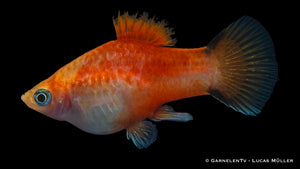 Platy Ananas Nadel Xiphophorus maculatus in einem Aquarienbecken