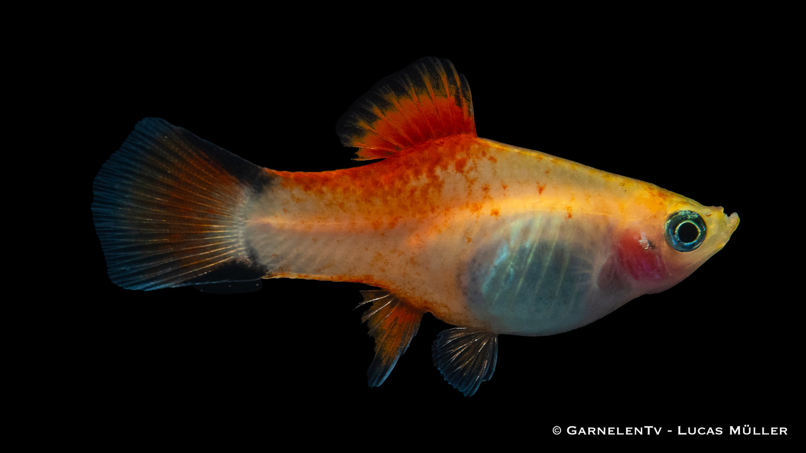 Platy Ananas Nadel Xiphophorus maculatus schwimmt im Aquarium