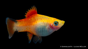 Platy Ananas Nadel Xiphophorus maculatus mit leuchtenden Farben