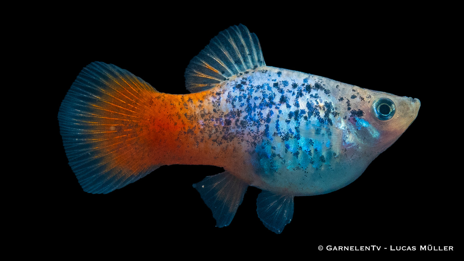 Platy Blau Calico Glühlicht Xiphophorus maculatus im Aquarium
