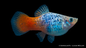 Platy Blau Calico Glühlicht Xiphophorus maculatus im Aquarium
