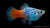 Platy Blau Calico Glühlicht Xiphophorus maculatus im Aquarium

