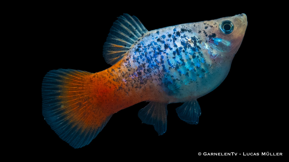 Xiphophorus maculatus Blau Calico Glühlicht im Aquascaping
