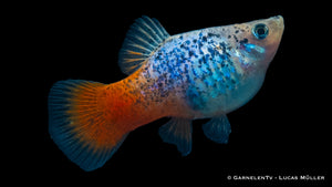 Xiphophorus maculatus Blau Calico Glühlicht im Aquascaping
