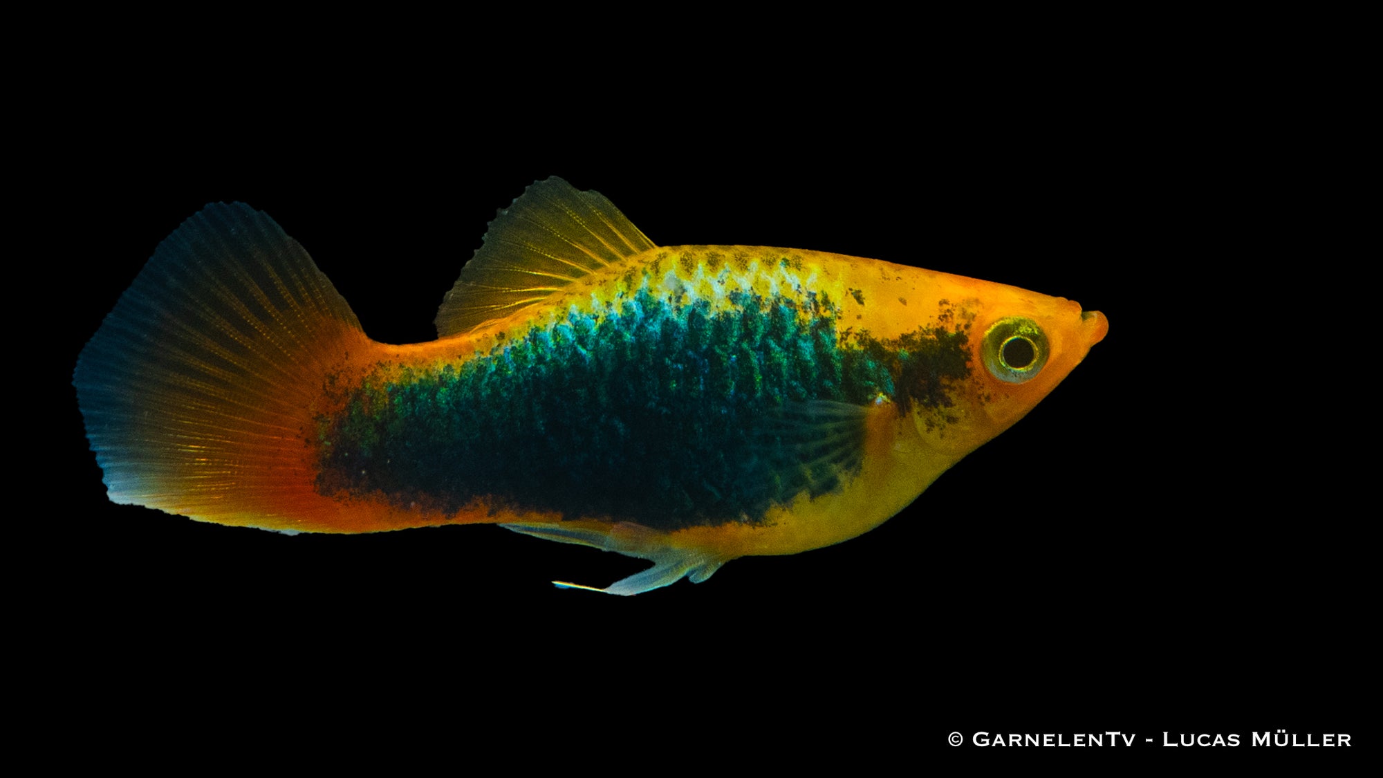 Papageienplaty Hawai schwimmend im Aquarium