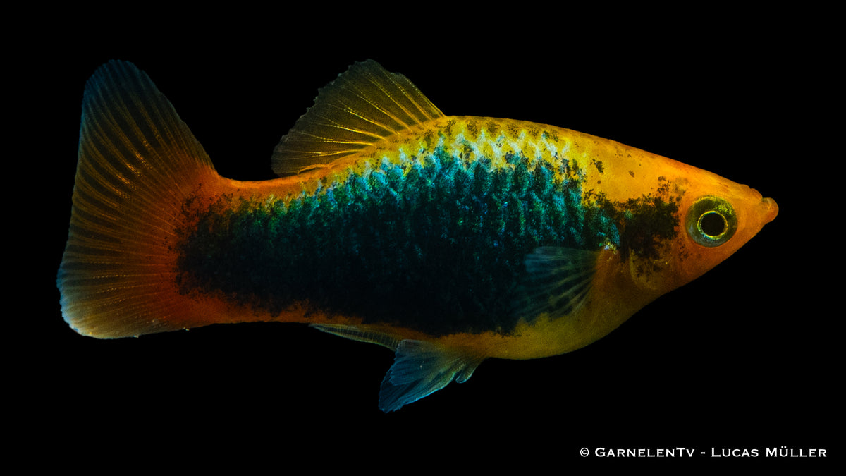 Papageienplaty Hawai Gruppe in einem Aquarienbecken