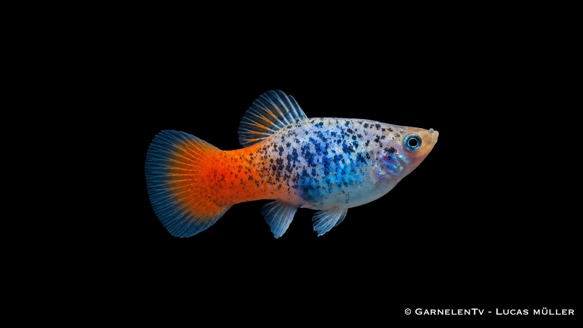 Platy Blau Calico Glühlicht Xiphophorus maculatus im Aquarium
