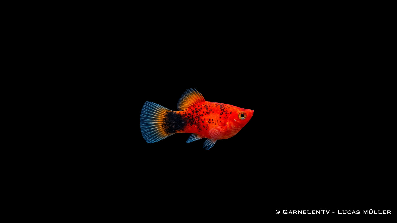 Platy Korall Berliner - Xiphophorus maculatus, korallenrot mit schwarzen Tupfen