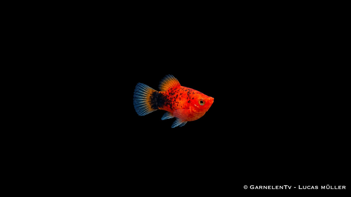 Platy Korall Berliner (Xiphophorus maculatus) mit dunkelblauer Schwanzflosse