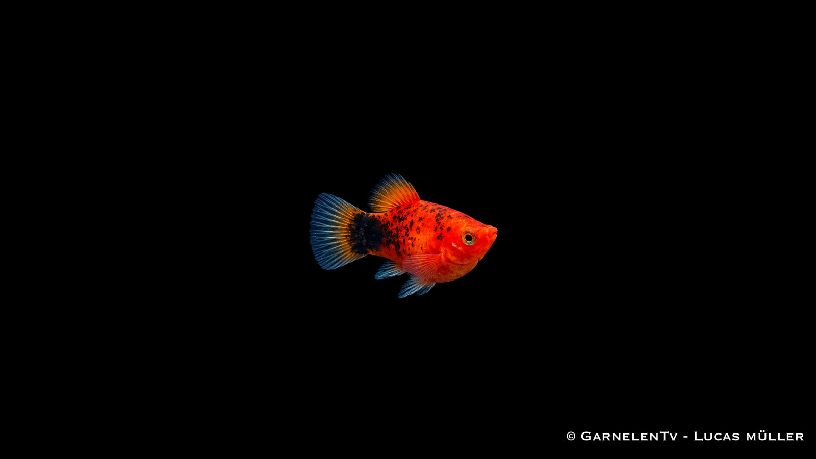 Platy Korall Berliner - Xiphophorus maculatus, korallenrot mit schwarzen Tupfen