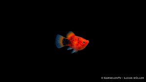 Platy Korall Berliner (Xiphophorus maculatus) mit dunkelblauer Schwanzflosse