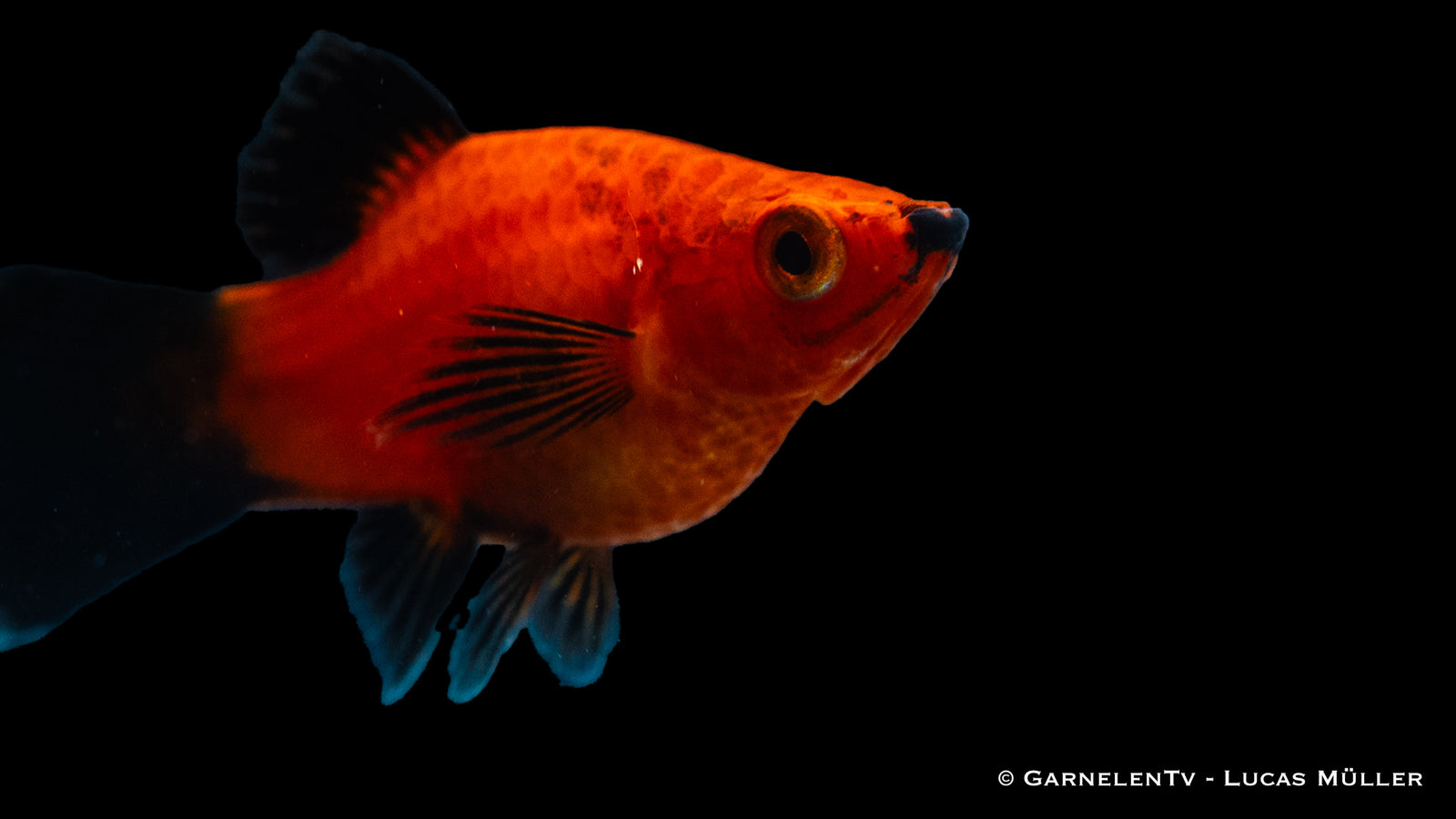 Platy rot Wagtail Zierfisch schwimmt im Aquarium