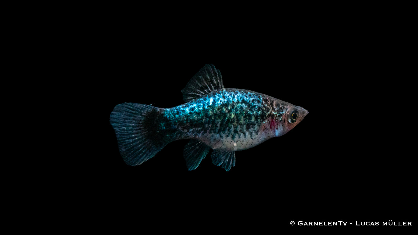 Platy Blau Spotted – Xiphophorus maculatus im Aquarium
