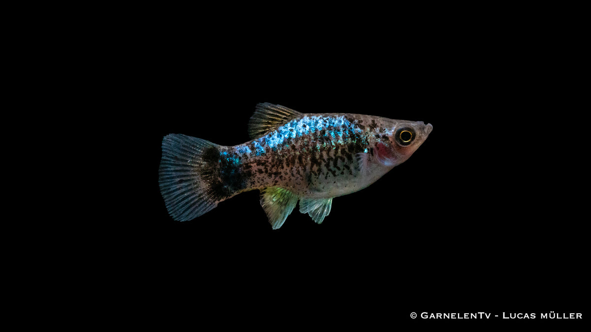 Platy Blau Spotted Schwarm im Wasser