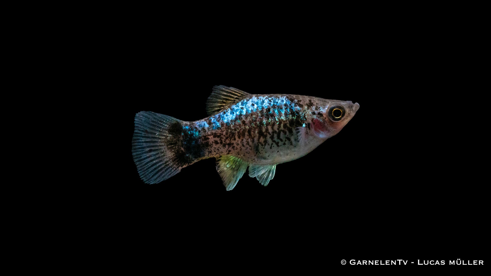 Platy Blau Spotted – Xiphophorus maculatus im Aquarium