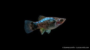 Platy Blau Spotted Schwarm im Wasser