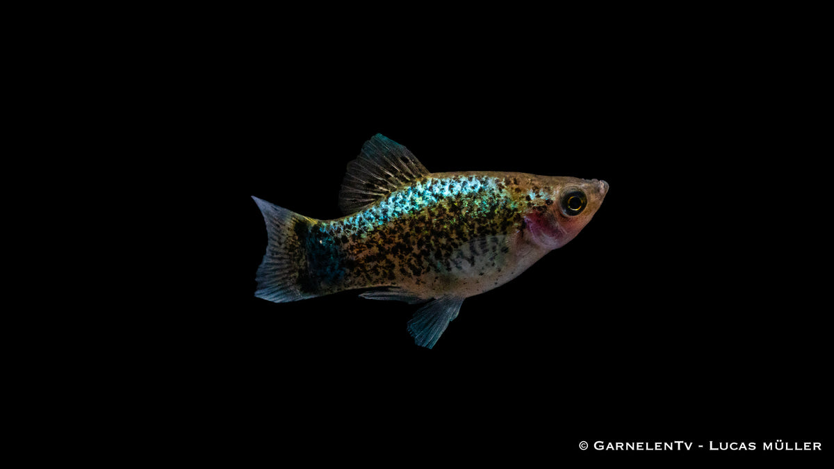 Platy Blau Spotted mit leuchtendem Blau-Ton
